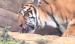 老虎的视频,揭秘野生老虎的神秘生活
